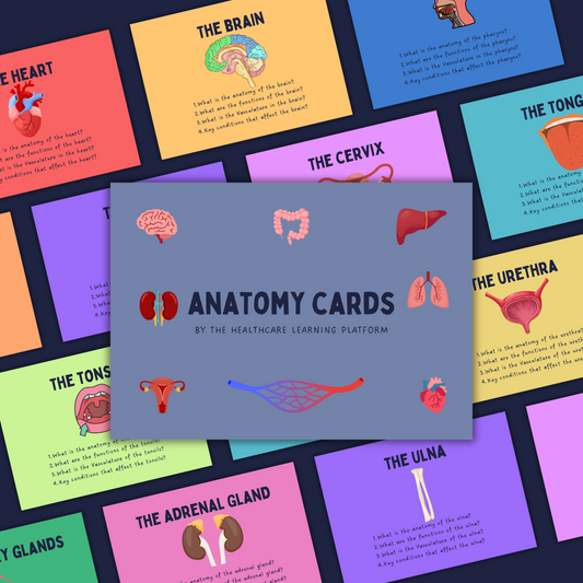 Anatomy Flashcards – Your Ultimate Learning Companion!